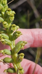 Microtis arenaria, photograph (c) Rosalie Lawrence, some rights reserved (CC BY)