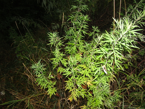Artemisia verlotiorum, photograph 4