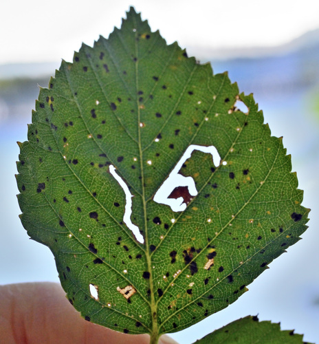 Bicolorous Sawfly
