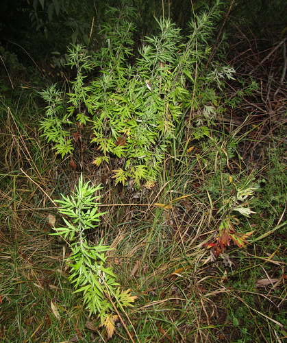 Artemisia verlotiorum, photograph 5