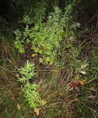 (c) Oleksandr Shynder, some rights reserved (CC BY) Artemisia verlotiorum, photograph (c) Oleksandr Shynder, some rights reserved (CC BY)