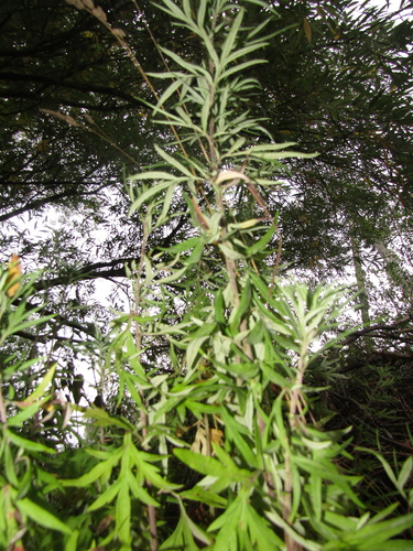 Artemisia verlotiorum, photograph 6