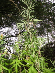 Artemisia verlotiorum, photograph (c) Oleksandr Shynder, some rights reserved (CC BY)
