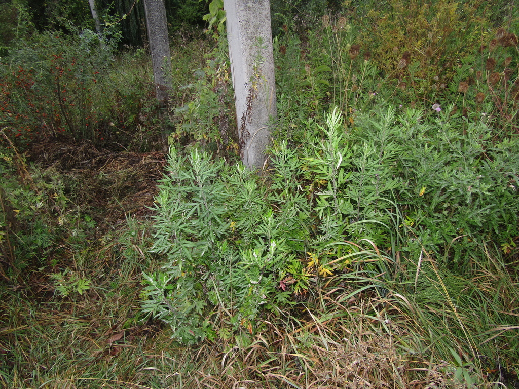 Artemisia verlotiorum; photograph (c) Oleksandr Shynder, some rights reserved (CC BY)