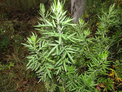 Artemisia verlotiorum, photograph 2