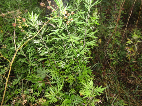 Artemisia verlotiorum, photograph 3