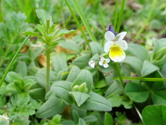 Bracteolatae