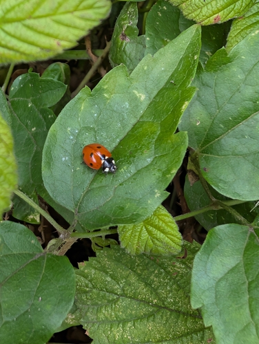 Seven-spotted Lady Beetle