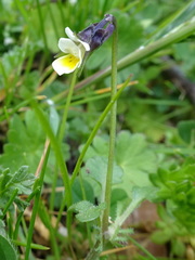 Bracteolatae