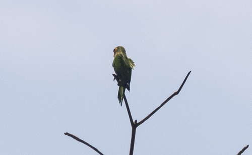 Peach-fronted Parakeet