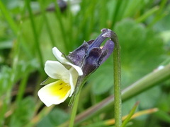 Bracteolatae