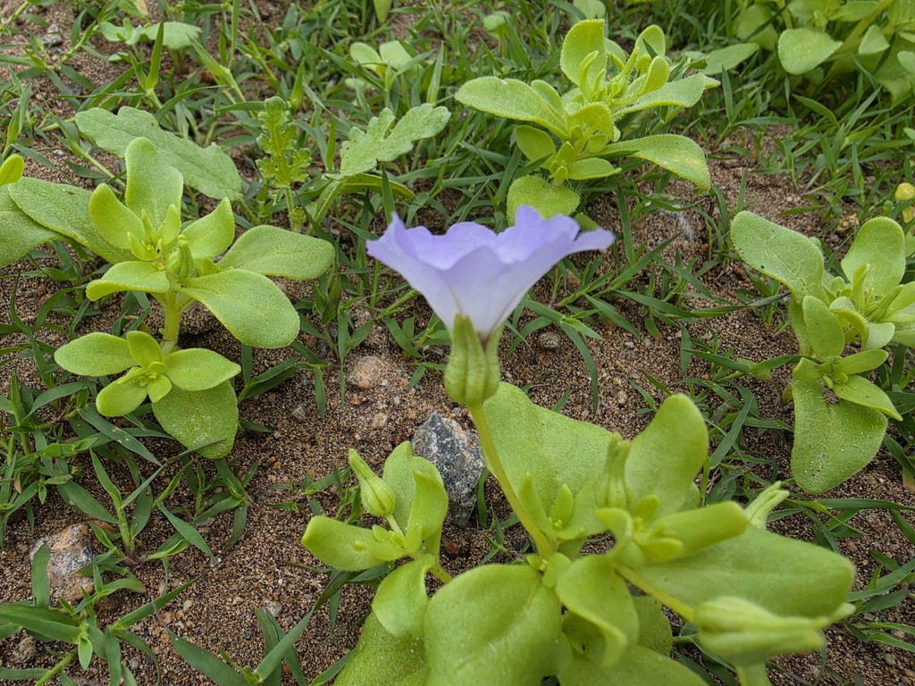Nolana humifusa; photograph (c) GREGORY ANTHONY PAUCA TANCO, some rights reserved (CC BY)