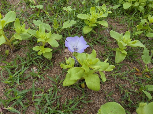 Nolana humifusa, photograph 3