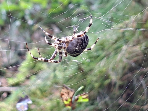 Cross Orbweaver