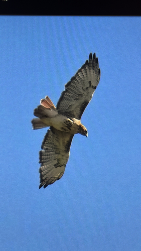 Red-tailed Hawk