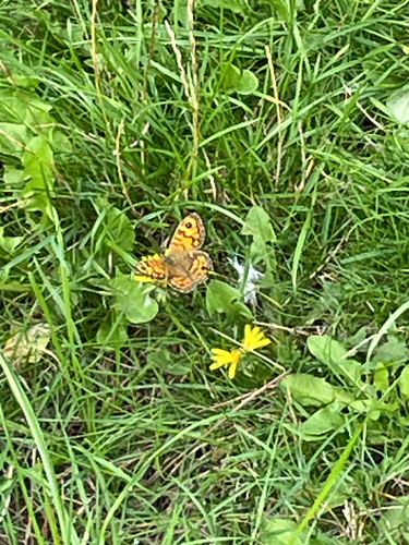 Wall Brown