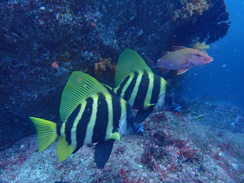 Evistias acutirostris observed 2026-09-13