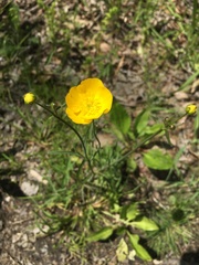 Ranunculus polyanthemos