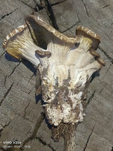 Pleurotus ostreatus — (c) Елена А. Кизилова, some rights reserved (CC BY)