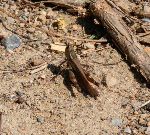 Shirakiacris shirakii