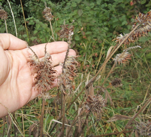 Trifolium pannonicum