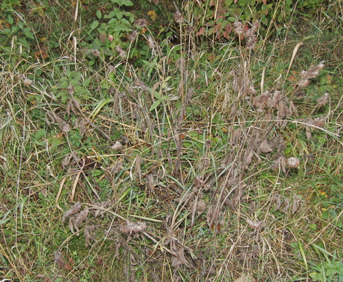 Trifolium pannonicum, photograph 1