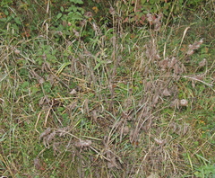 (c) Oleksandr Shynder, some rights reserved (CC BY) Trifolium pannonicum, photograph (c) Oleksandr Shynder, some rights reserved (CC BY)