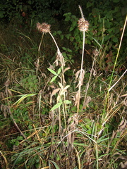 (c) Oleksandr Shynder, some rights reserved (CC BY) Trifolium pannonicum, photograph (c) Oleksandr Shynder, some rights reserved (CC BY)