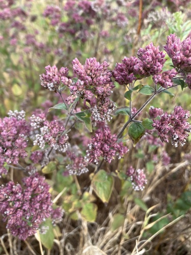 Oregano