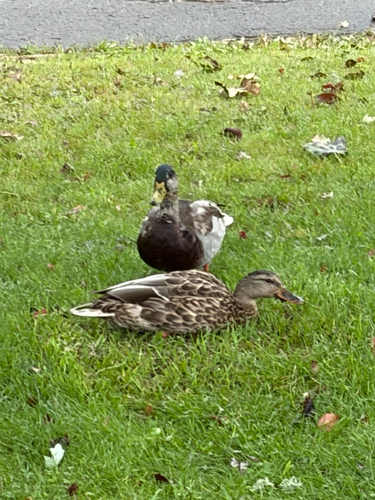 Mallard
