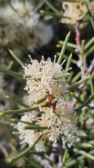 Hakea rugosa