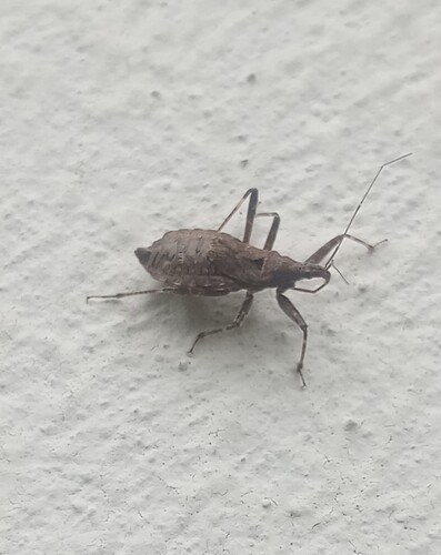 Tree Damsel Bug