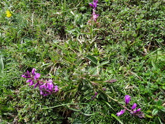 Polygala vulgaris
