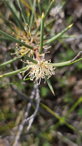 Hakea rugosa, photograph 2