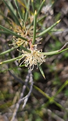 (c) Rosalie Lawrence, some rights reserved (CC BY) Hakea rugosa, photograph (c) Rosalie Lawrence, some rights reserved (CC BY)