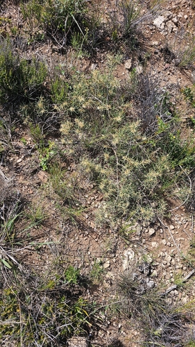 Hakea rugosa, photograph 3