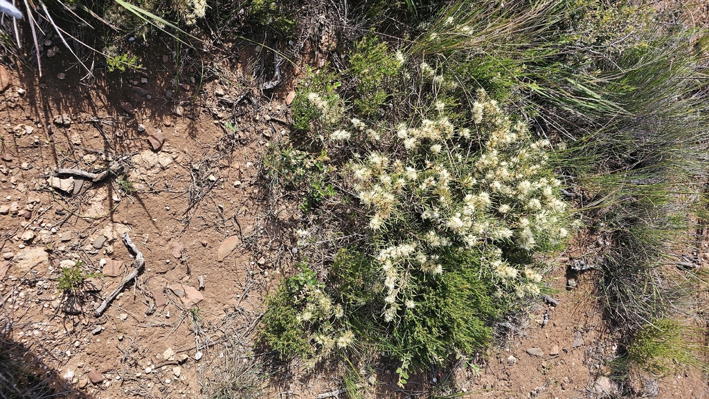 Hakea rugosa; photograph (c) Rosalie Lawrence, some rights reserved (CC BY)