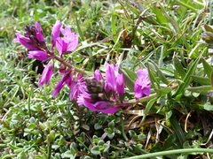 Polygala vulgaris