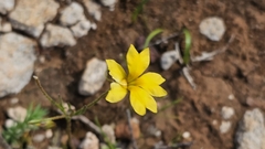 Goodenia pinnatifida
