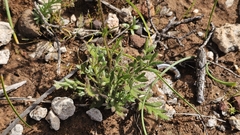 Goodenia pinnatifida, photograph (c) Rosalie Lawrence, some rights reserved (CC BY)