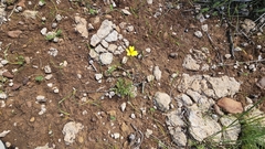 Goodenia pinnatifida, photograph (c) Rosalie Lawrence, some rights reserved (CC BY)