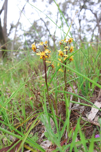 Leopard Orchid