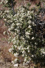 Ceanothus pauciflorus