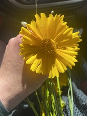 Coreopsis grandiflora