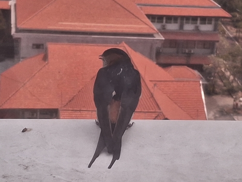 Eastern Red-rumped Swallow