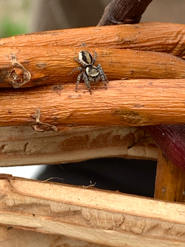 Woodland Jumping Spider