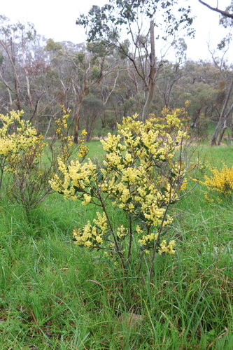 Myrtle Wattle