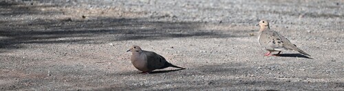 Mourning Dove