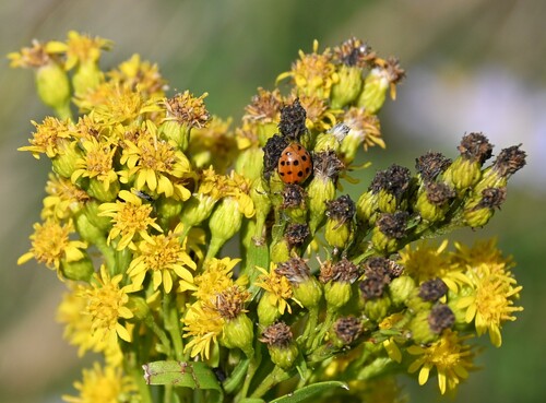 Asian Lady Beetle