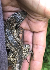 Sceloporus olivaceus